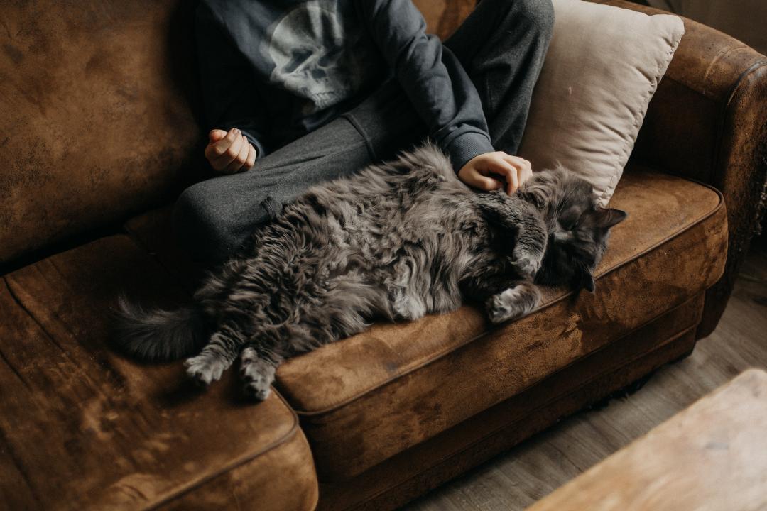 chocolat-chaud-lifestyle-photographes-chat